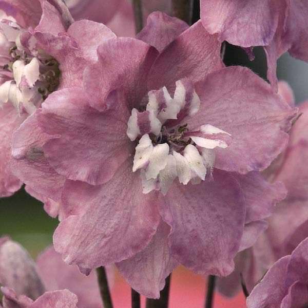 Delphinium 'Magic Fountains' (Larkspur) - "Delphinium elatum"