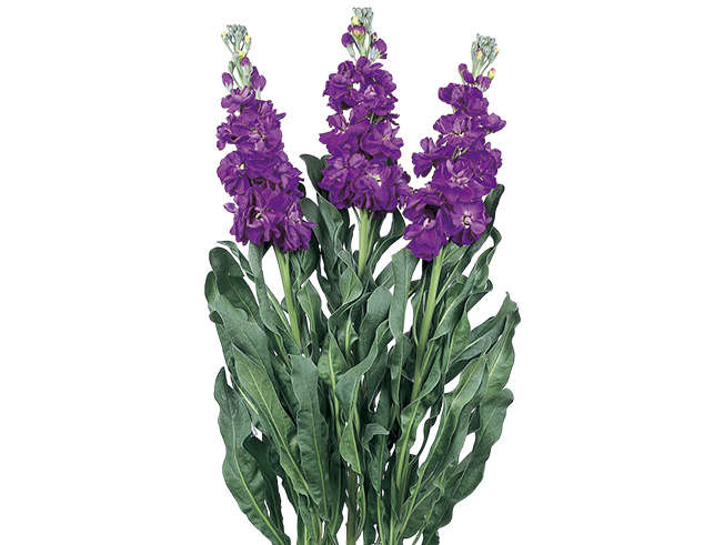 Stocks - "Matthiola incana"