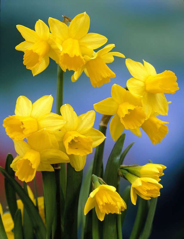 Daffodil-Narcissus - Teste a Tete - 5 bulbs p-pack