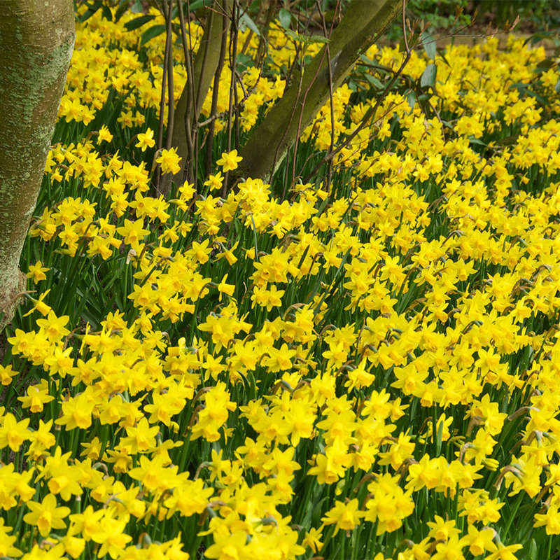 Daffodil-Narcissus - Teste a Tete - 5 bulbs p-pack