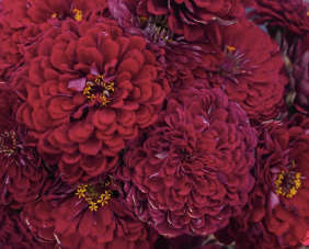 Zinnia Elegans
