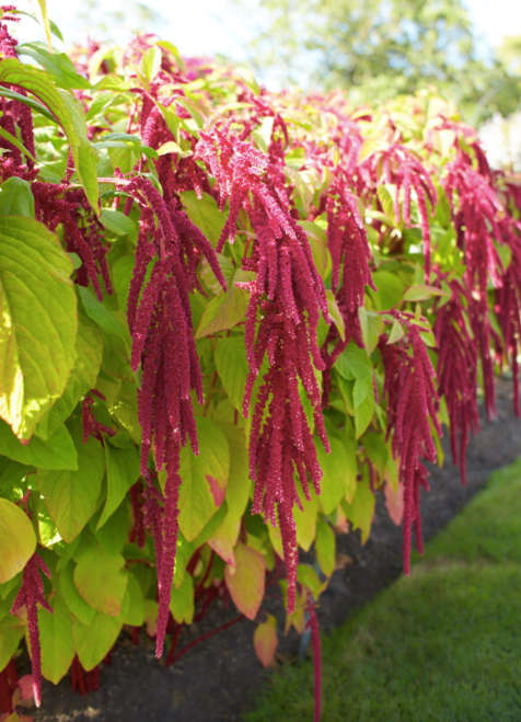 Amaranthus Love-Lies-Bleeding - "Amaranthus caudatus"