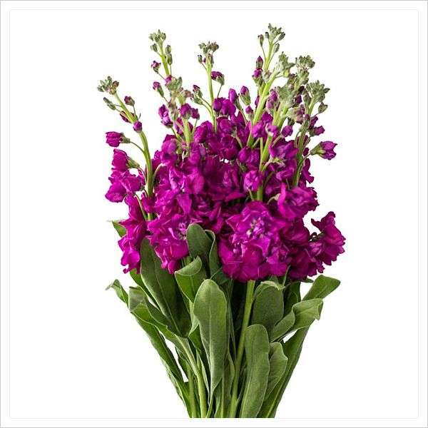 Stocks - "Matthiola incana"