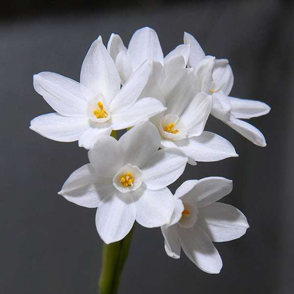 Daffodil-Narcissus - Paperwhite - 5 bulbs p-pack