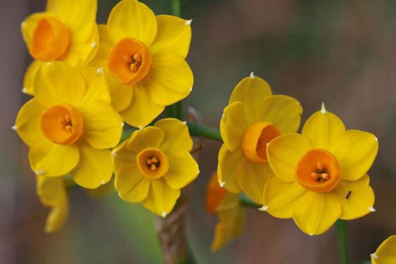 Daffodil-Narcissus - Grand Soleil Dor - 5 bulbs p-pack