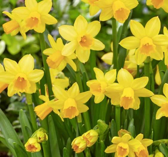 Daffodil-Narcissus - Teste a Tete - 5 bulbs p-pack