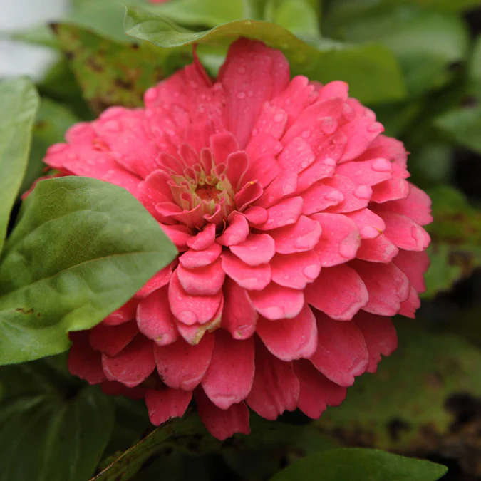 Zinnia Elegans