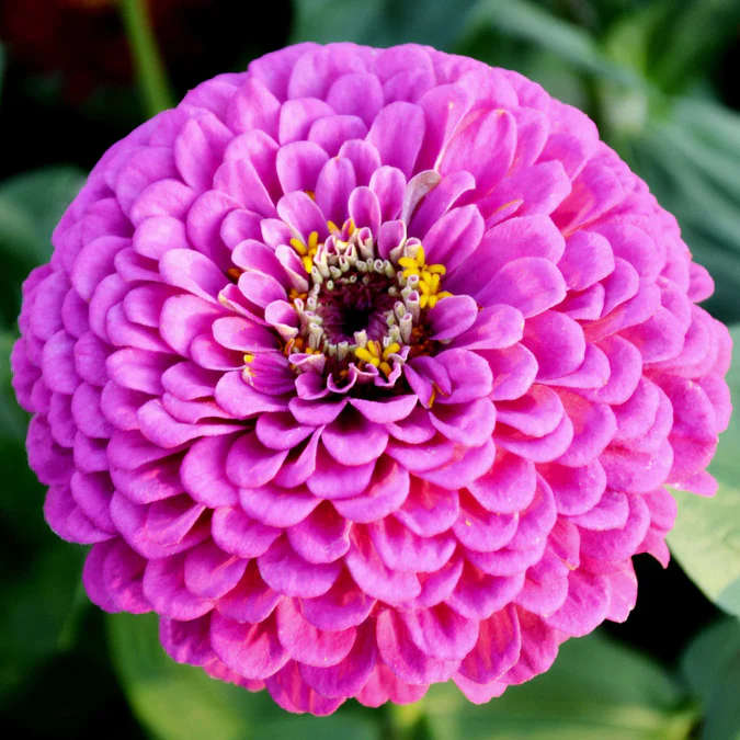 Zinnia Elegans