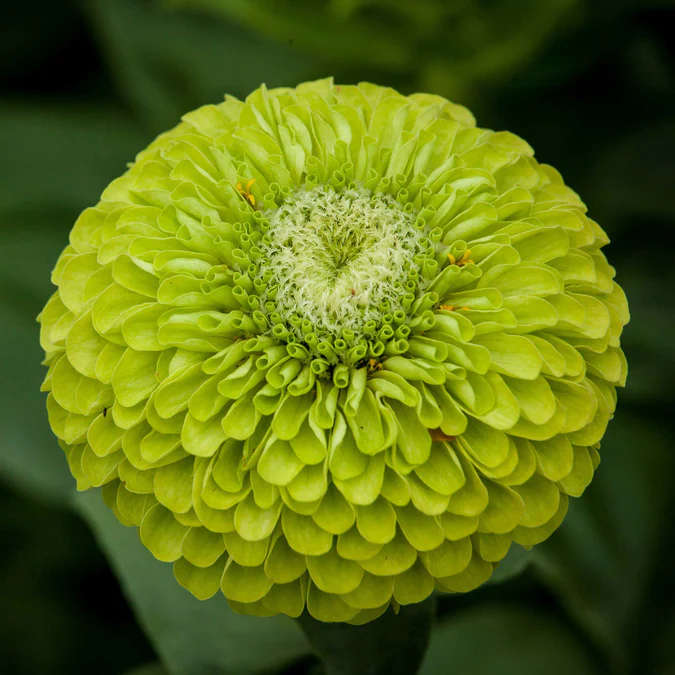Zinnia Elegans
