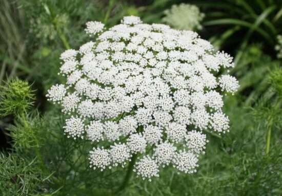 False Queen Annes Lace - "Ammi visnaga"