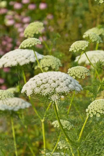 False Queen Annes Lace - "Ammi visnaga"