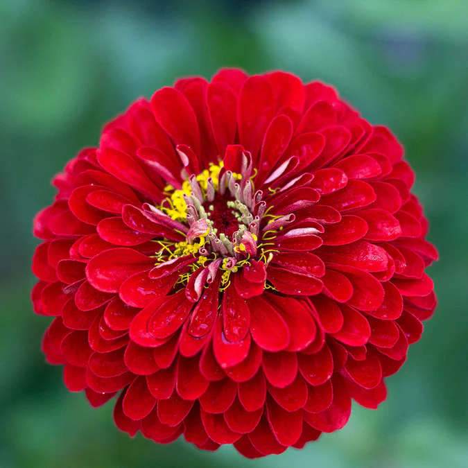 Zinnia Elegans