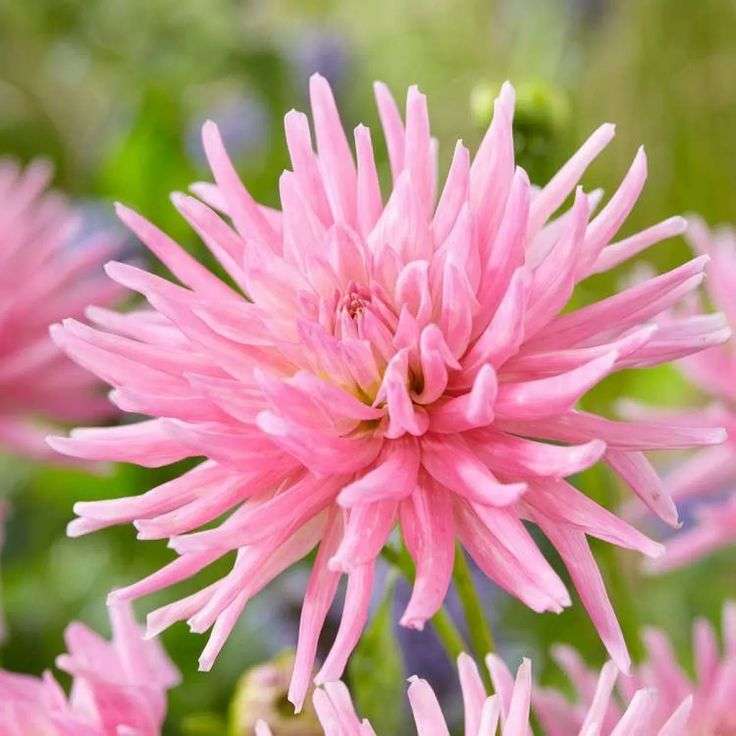 Dahlia - Park Princess