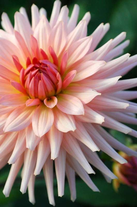 Dahlia - Preference