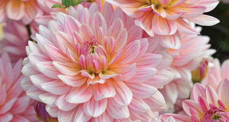Dahlia - Pink Magic