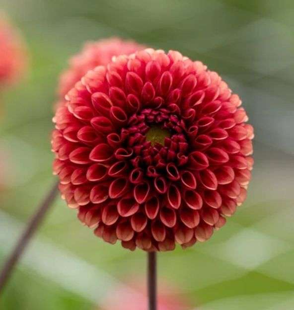 Dahlia - Copper Boy