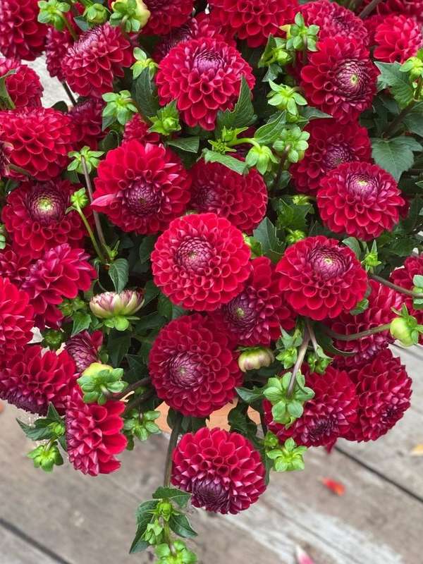 Dahlia - Cornel Red