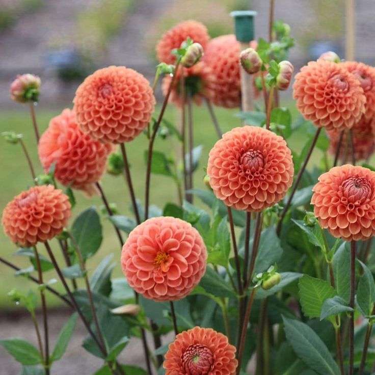 Dahlia - Cornel Bronze