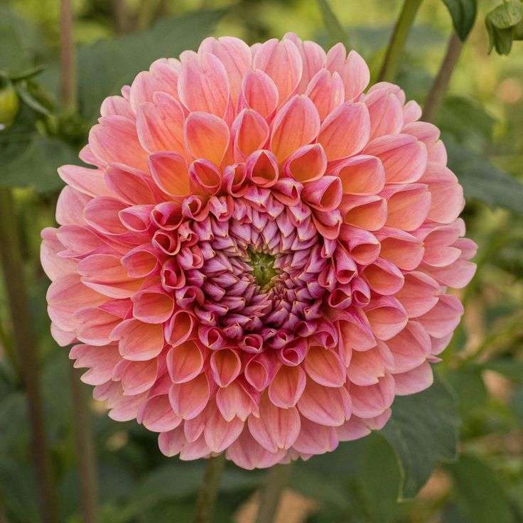 Dahlia - Linda's Baby