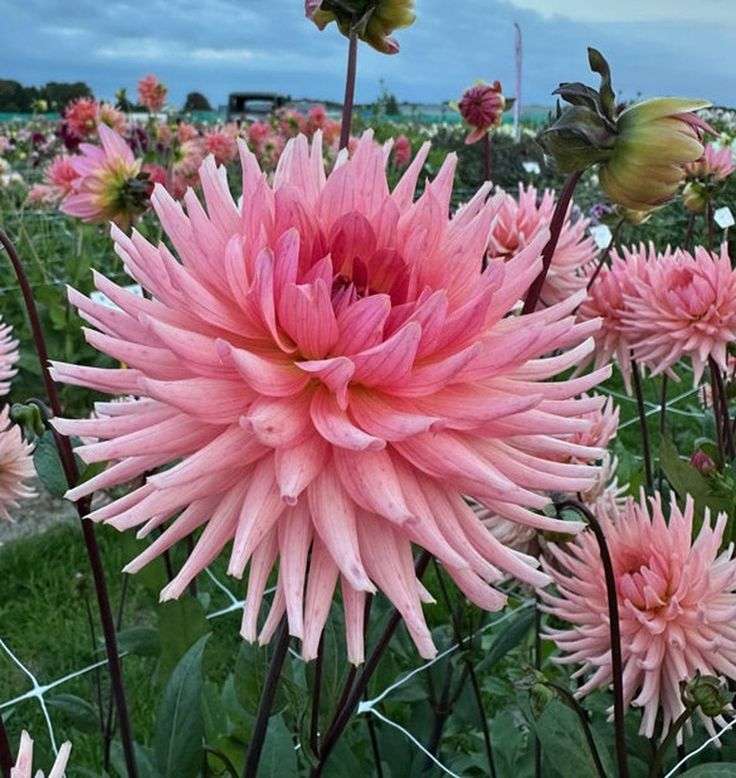 Dahlia - Preference