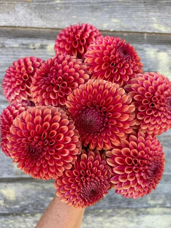 Dahlia - Copper Boy