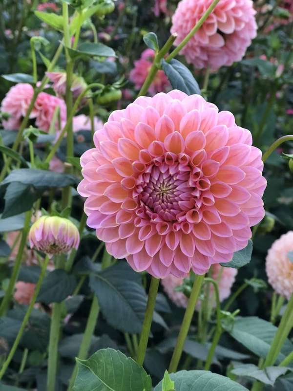 Dahlia - Linda's Baby