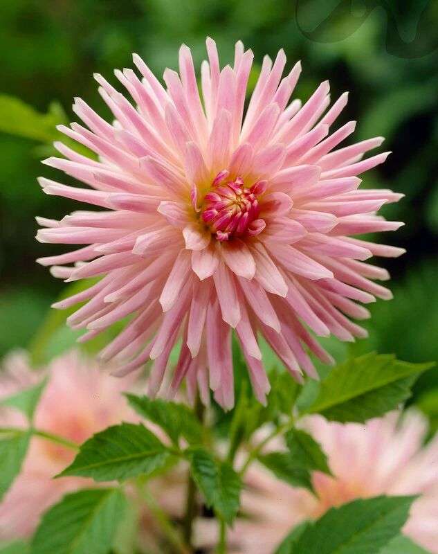 Dahlia - Park Princess