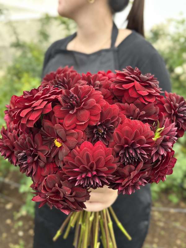 Dahlia - Arabian Night
