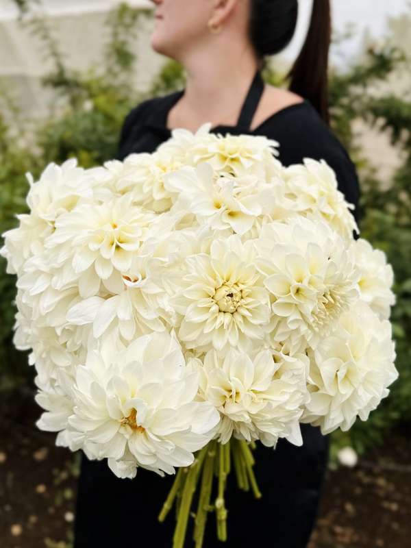 Dahlia - Centre Court
