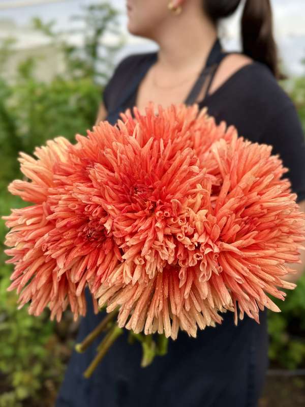 Dahlia - Douglas Fanta'o