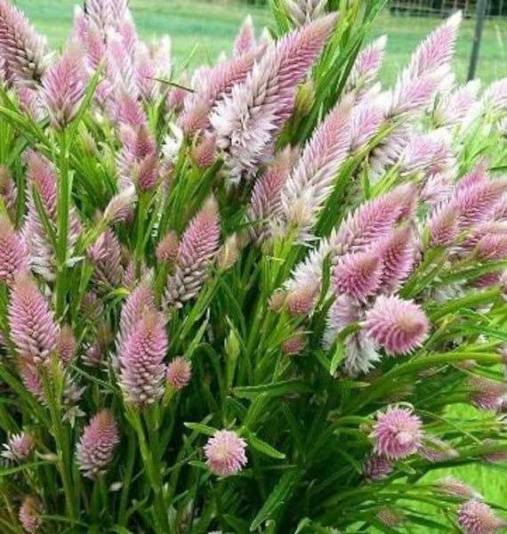 Celosia Flamingo Feather - "Celosia spicata"