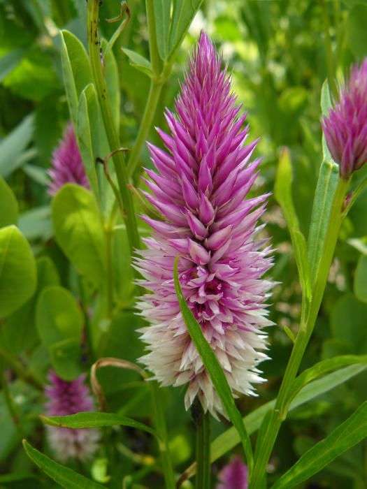 Celosia Flamingo Feather - "Celosia spicata"