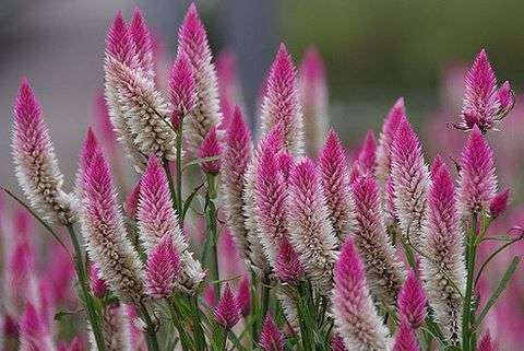 Celosia Flamingo Feather - "Celosia spicata"