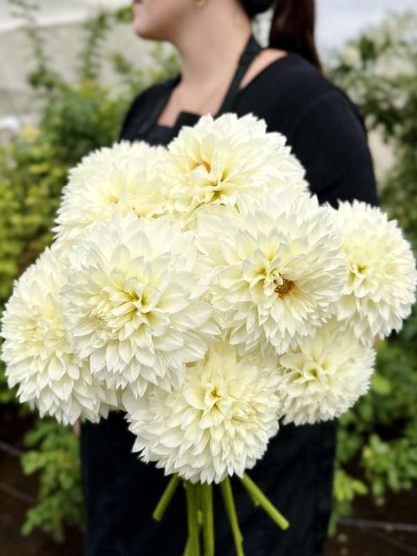 Dahlia - Gitt's Attention