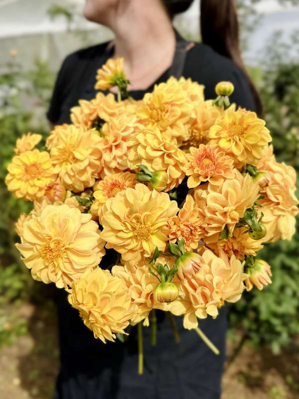Dahlia - Golden Scepter