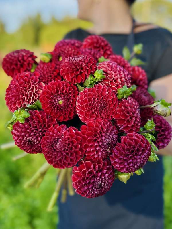 Dahlia - Cornel Red