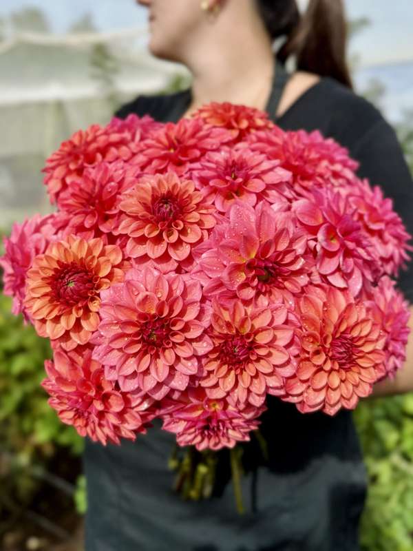 Dahlia - Iced Tea