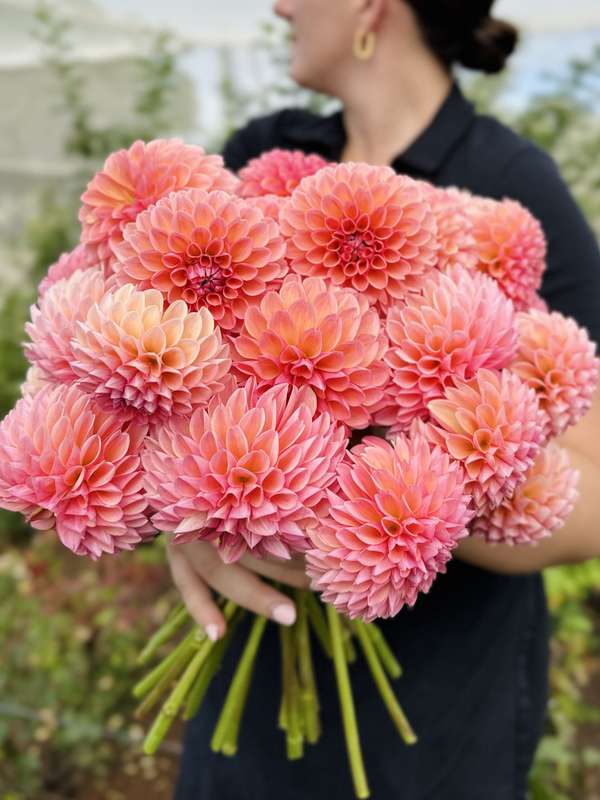 Dahlia - Linda's Baby
