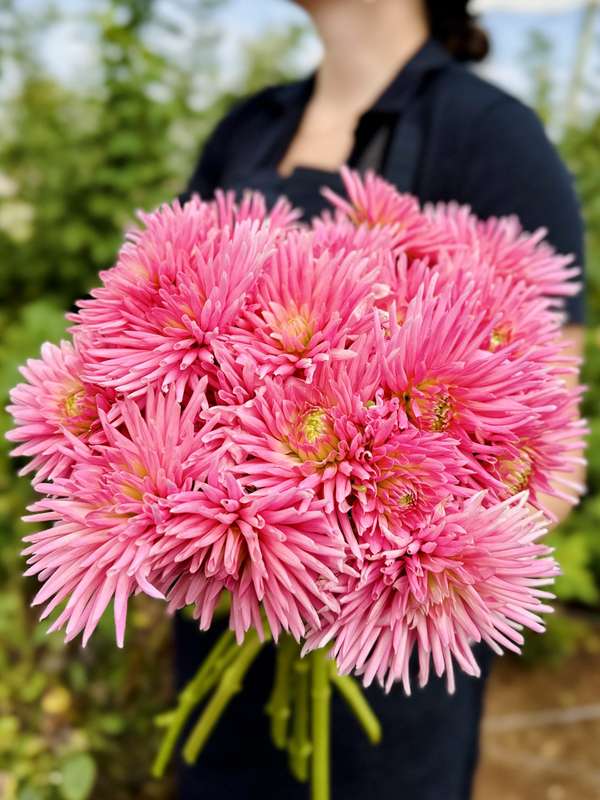 Dahlia - Park Princess