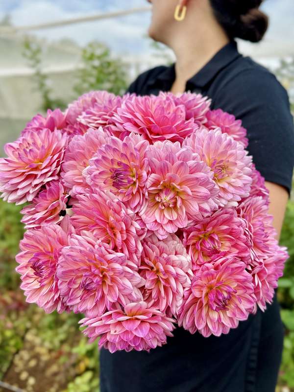 Dahlia - Pink Magic