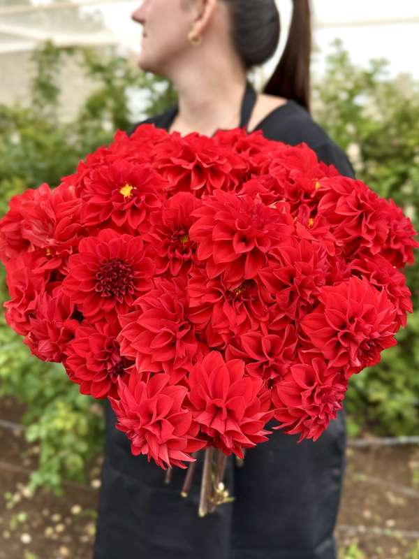 Dahlia - Red Runner