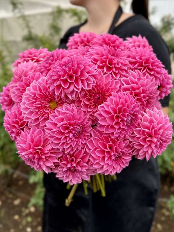 Dahlia - Sandra