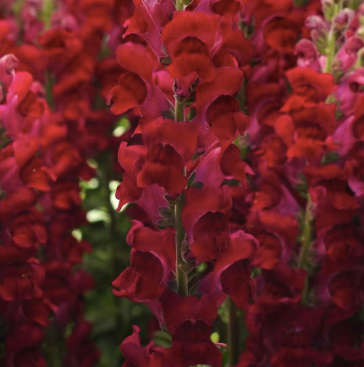 Snapdragon - "Antirrhinum Majus"