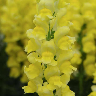 Snapdragon - "Antirrhinum Majus"
