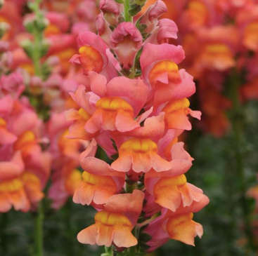 Snapdragon - "Antirrhinum Majus"