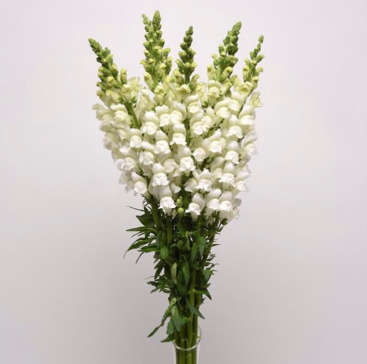 Snapdragon - "Antirrhinum Majus"