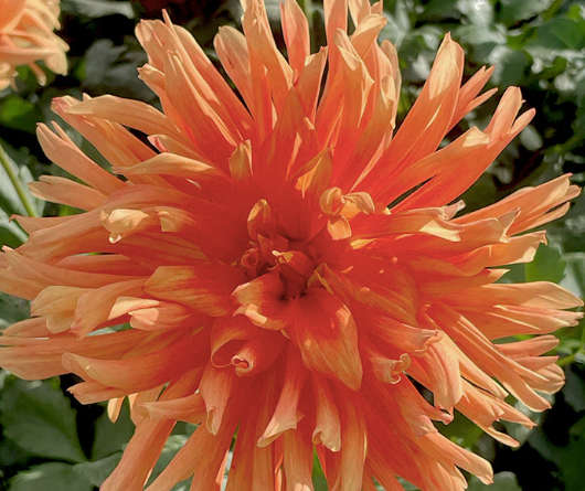 Dahlia - Douglas Fanta'o