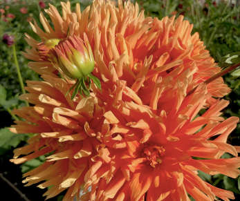 Dahlia - Douglas Fanta'o