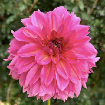 Dahlia - Wildbloom Reinette