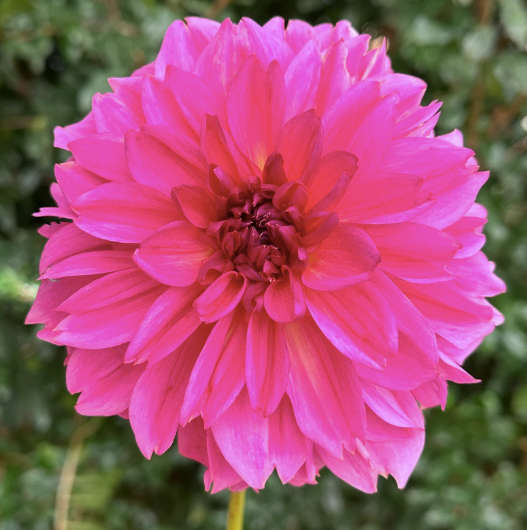 Dahlia - Wildbloom Reinette